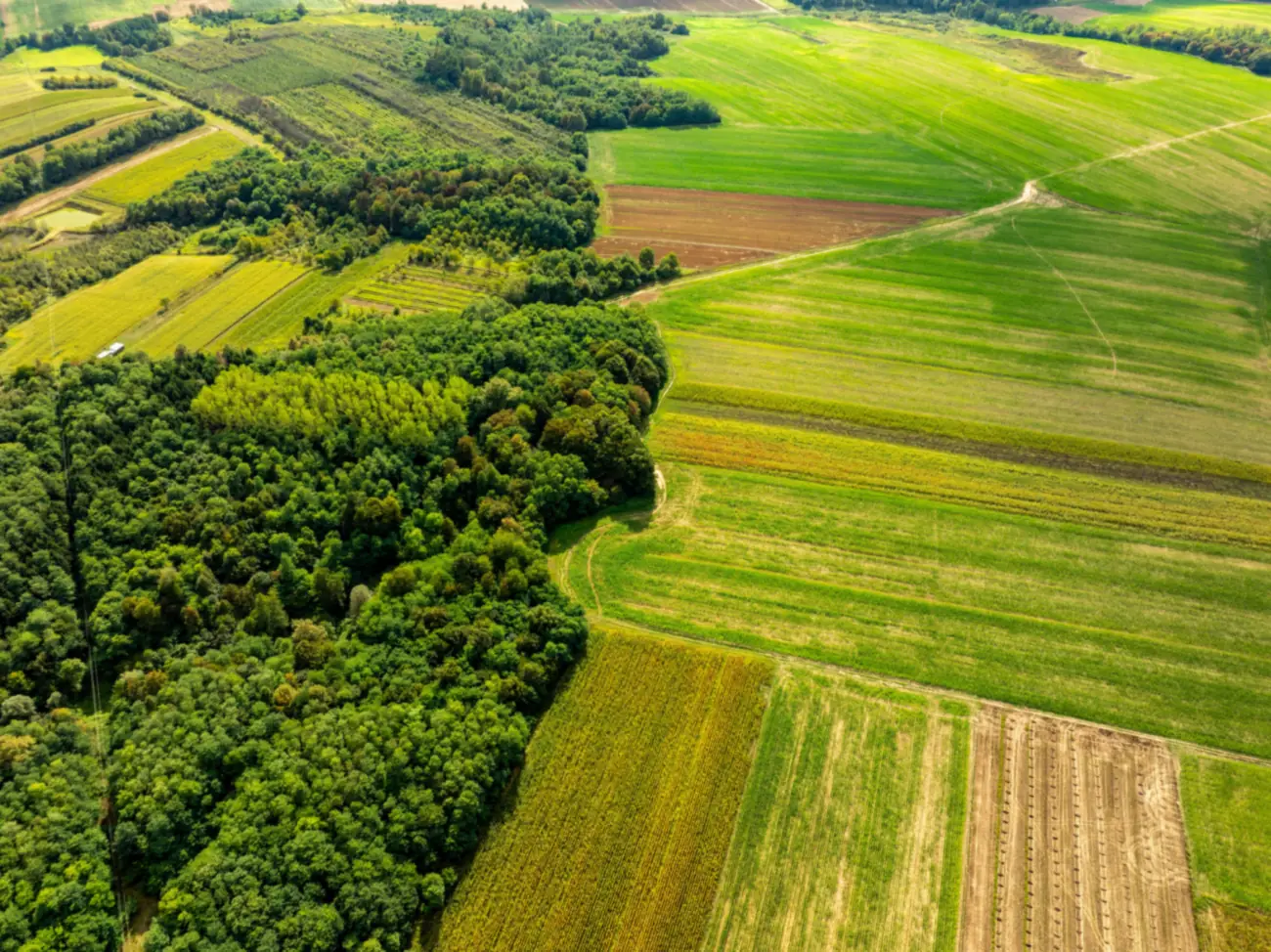 Bosque visto desde arriba, con un río y datos de carbono superpuestos